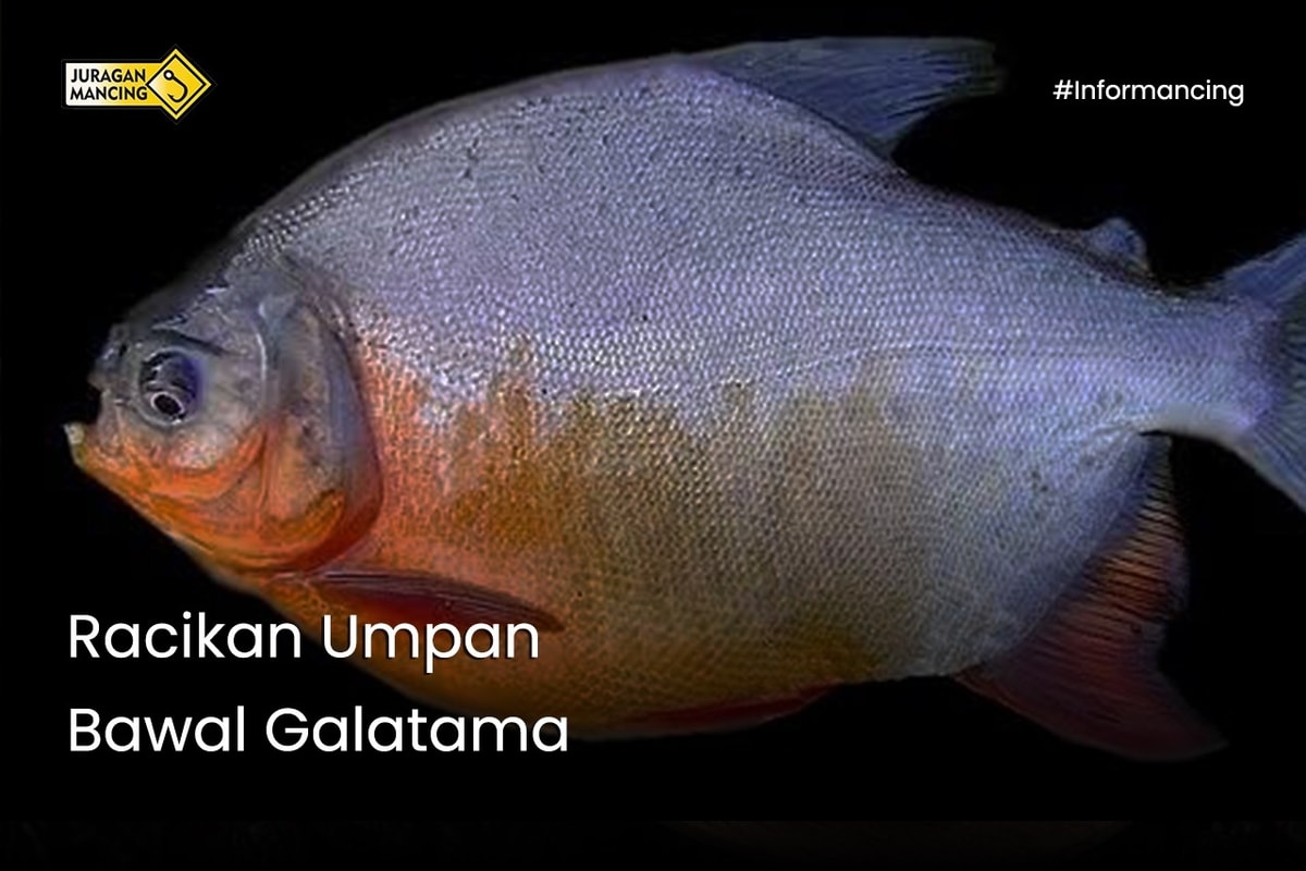 Racikan Umpan Bawal Galatama Racikan Umpan Bawal Galatama