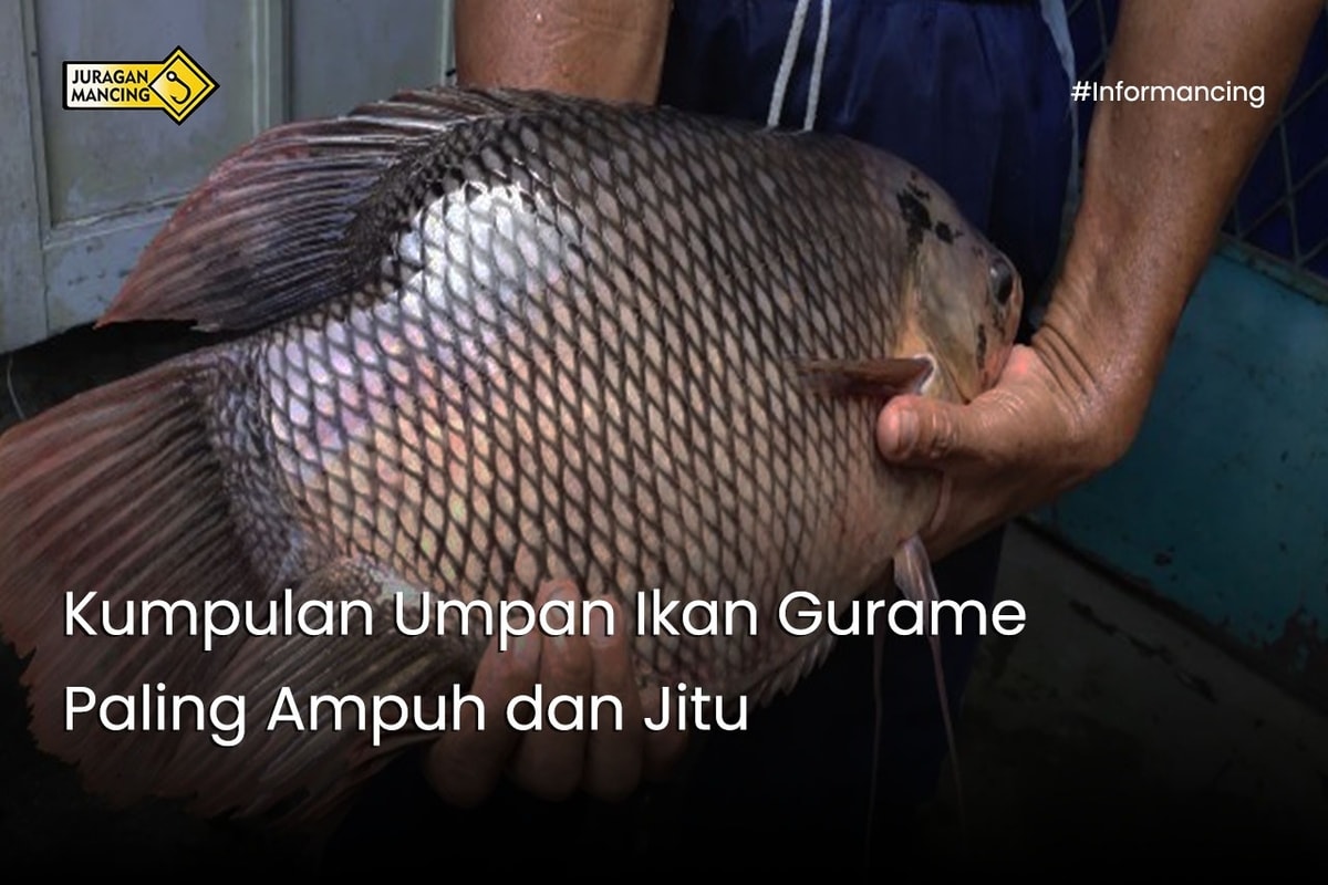 Kumpulan Umpan Ikan Gurame Paling Ampuh dan Jitu