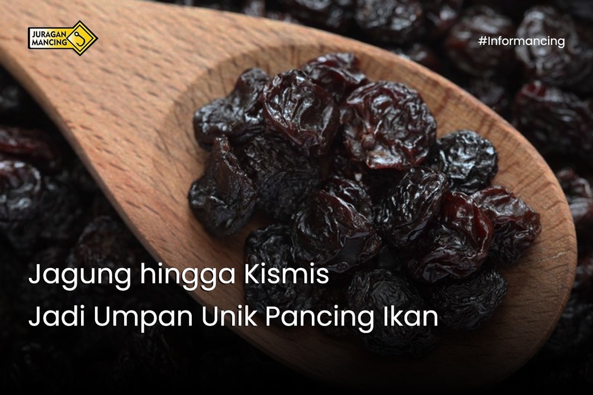 Jagung hingga Kismis Jadi Umpan Unik Pancing Ikan
