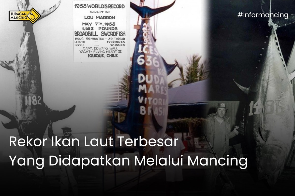 Rekor Ikan Laut Terbesar Yang Didapatkan Melalui Mancing