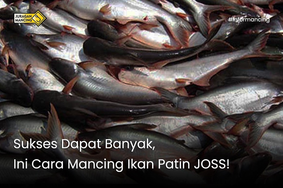 Sukses Dapat Banyak, Ini Cara Mancing Ikan Patin JOSS!