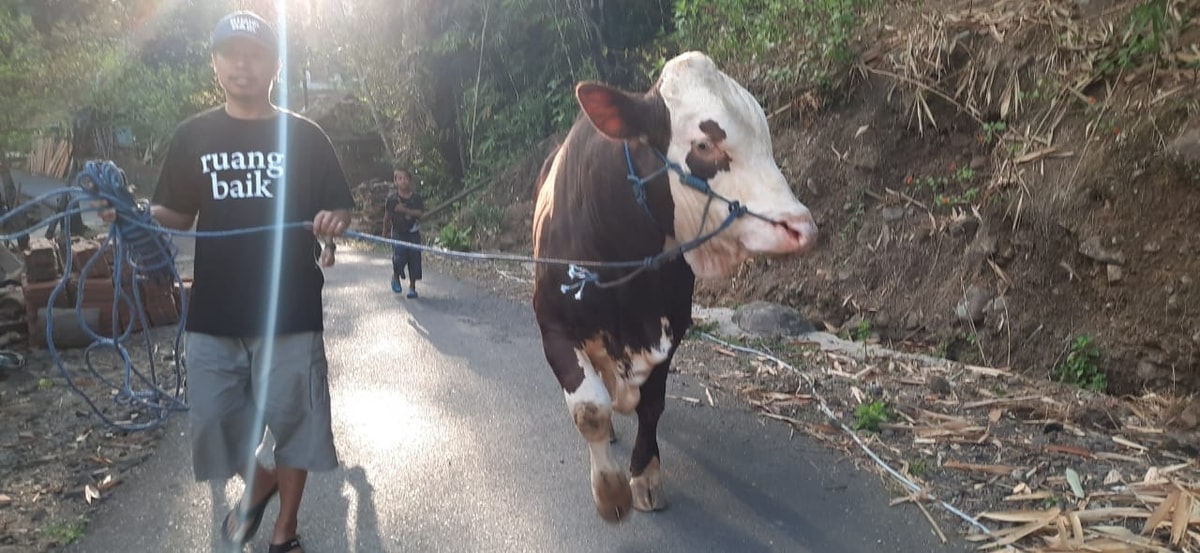 Salah satu hewan kurban/sapi dari Mudhohi yang dibeli dari peternak lokal dan disalurkan daging kurbannya di Kebumen, Jawa Tengah
