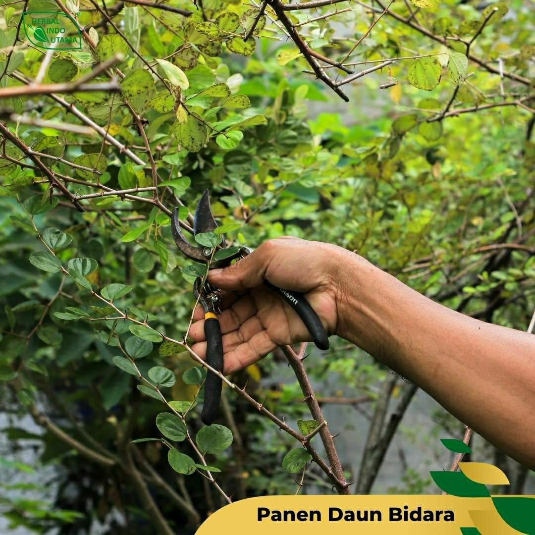Ini merupakan salah satu proses panen daun bidara di Kebun Herbal Indo Utama untuk kemudian diproses menjadi kapsul herbal daun bidara.