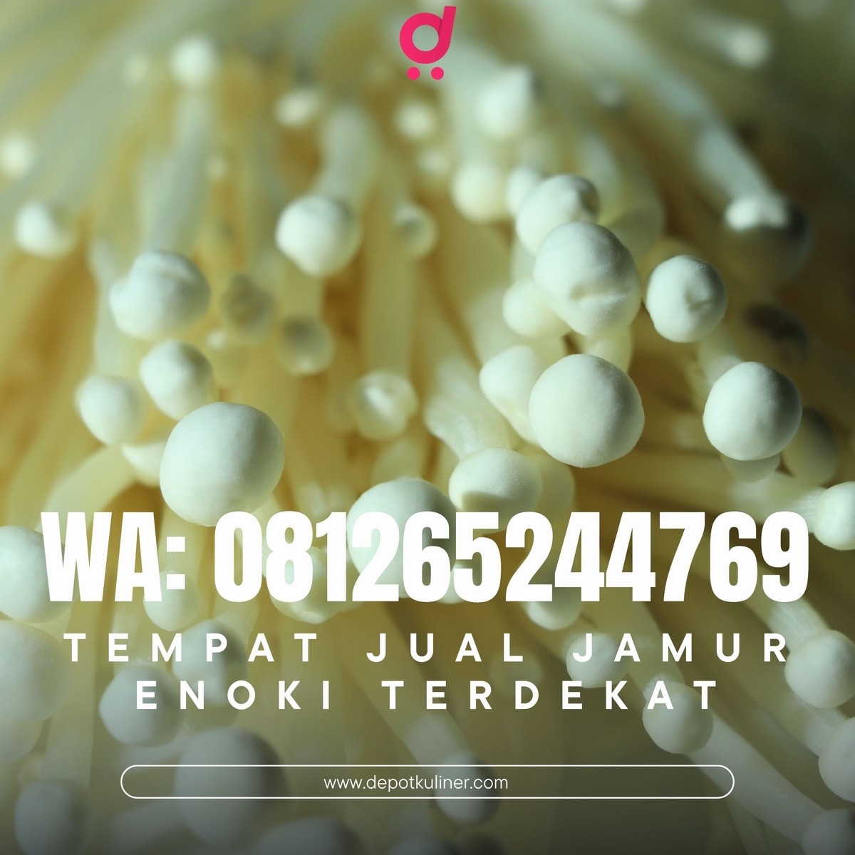 Tempat Jual Jamur Enoki Terdekat HARGA BERSAHABAT, 081265244769