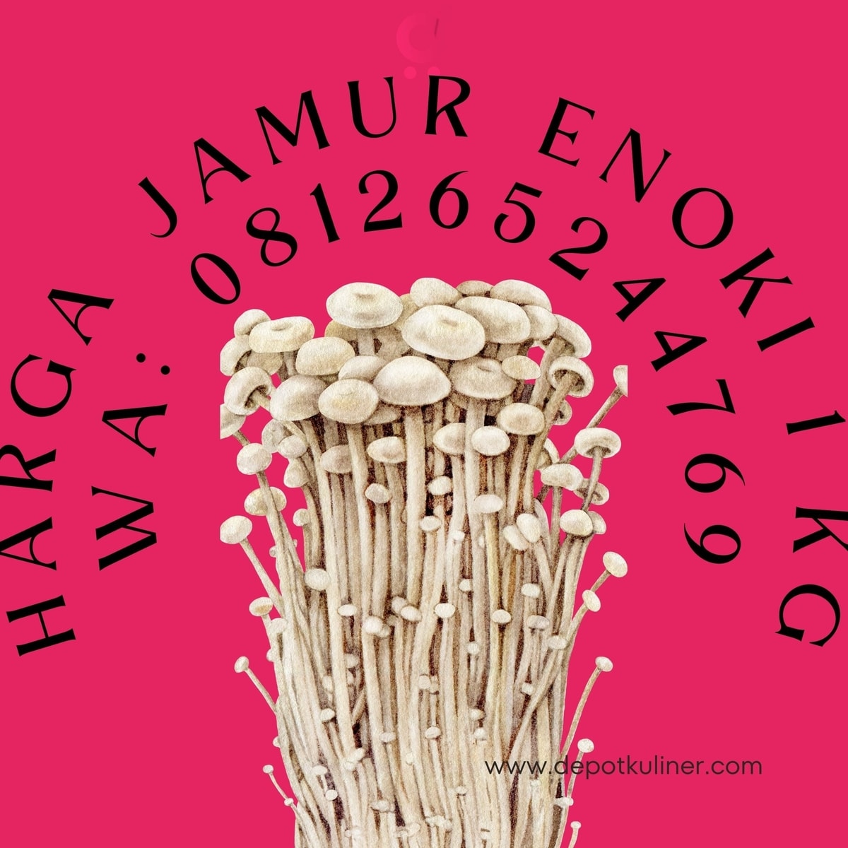 Harga Jamur Enoki 1 Kg KUALITAS TERBAIK, 081265244769