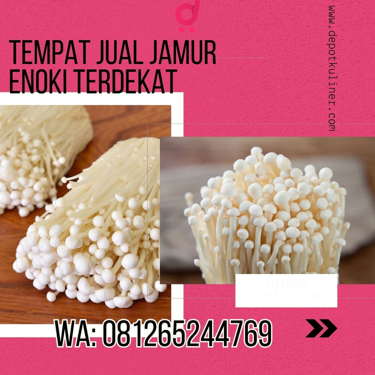 HARGA DISTRIBUTOR, Tlp 0812-6524-4769 Tempat Jual Jamur Enoki Terdekat