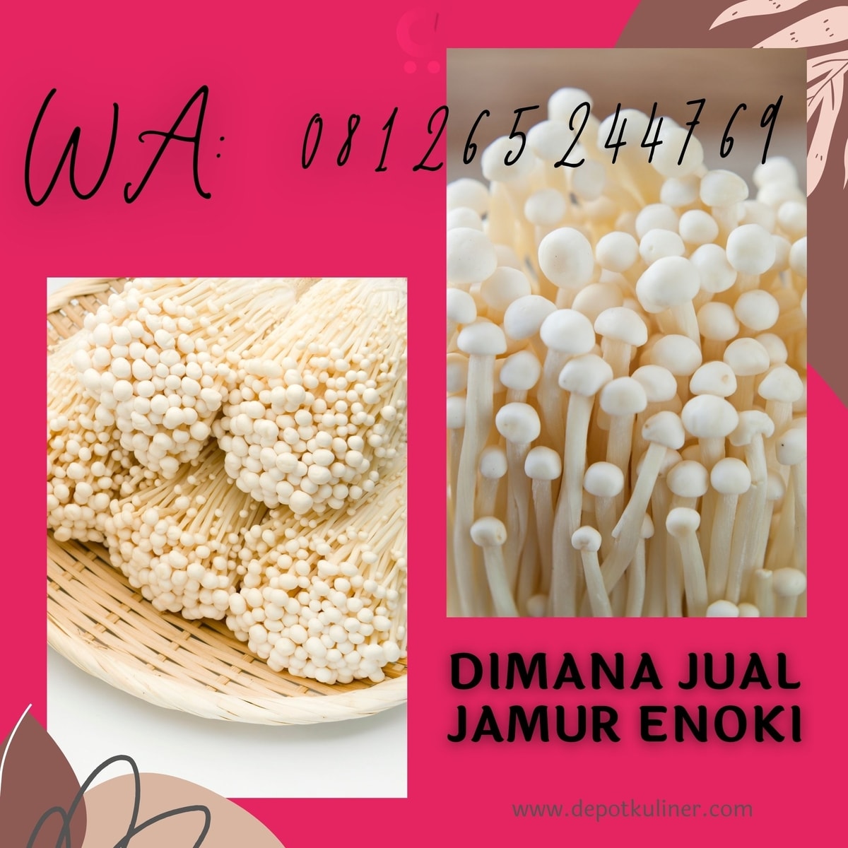 HARGA SPESIAL, 0812.6524.4769 Dimana Jual Jamur Enoki