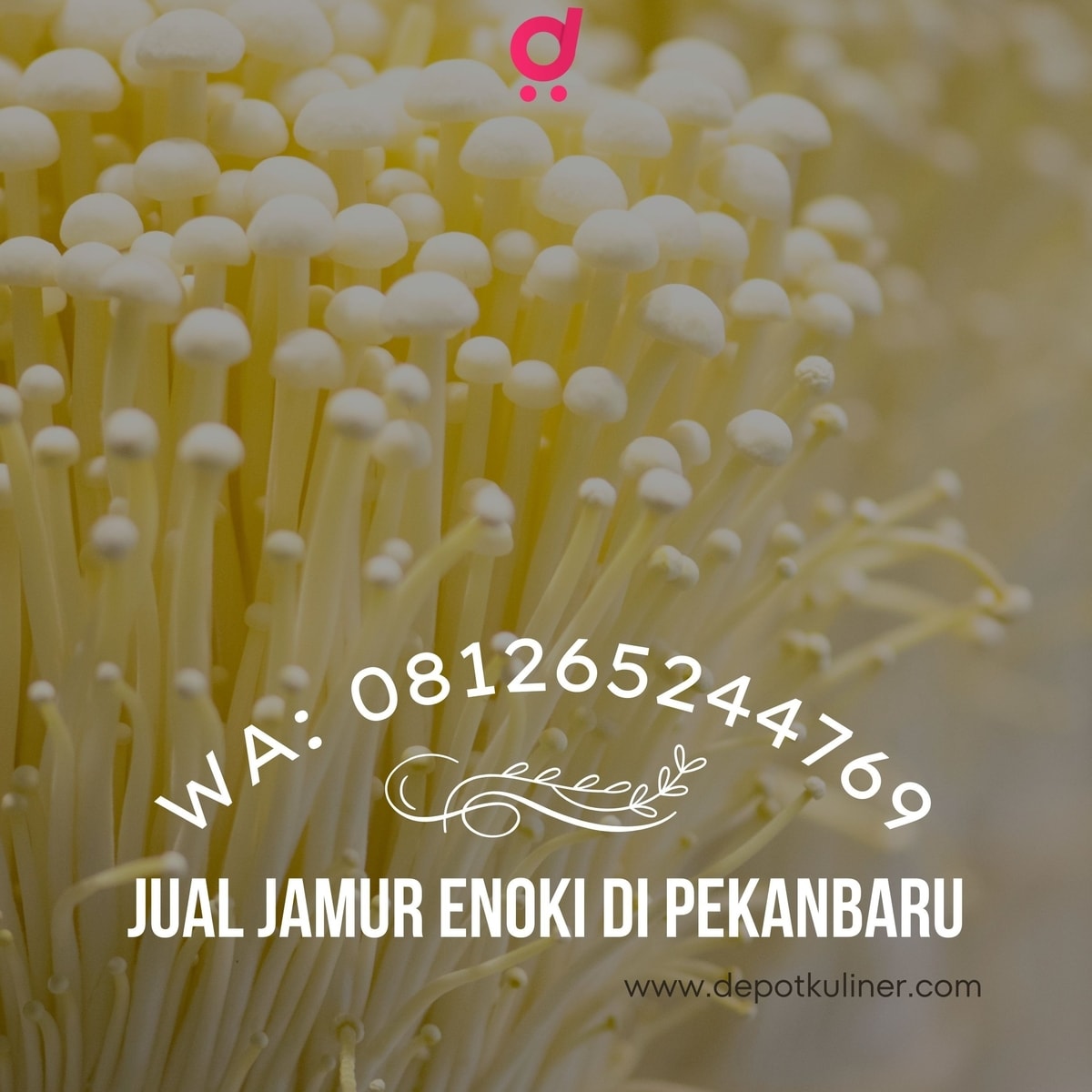 Jual Jamur Enoki Di Pekanbaru HARGA BERSAHABAT, (0812-6524-4769)